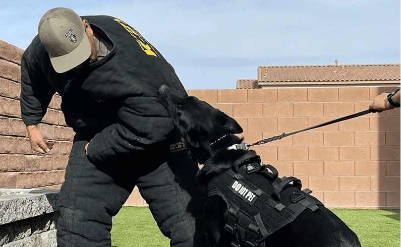 K9 unit training with protective gear