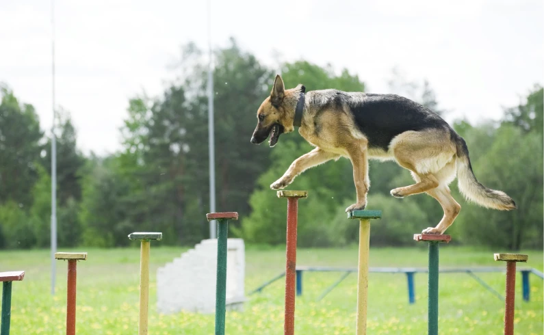 Dog performing in obstacle training