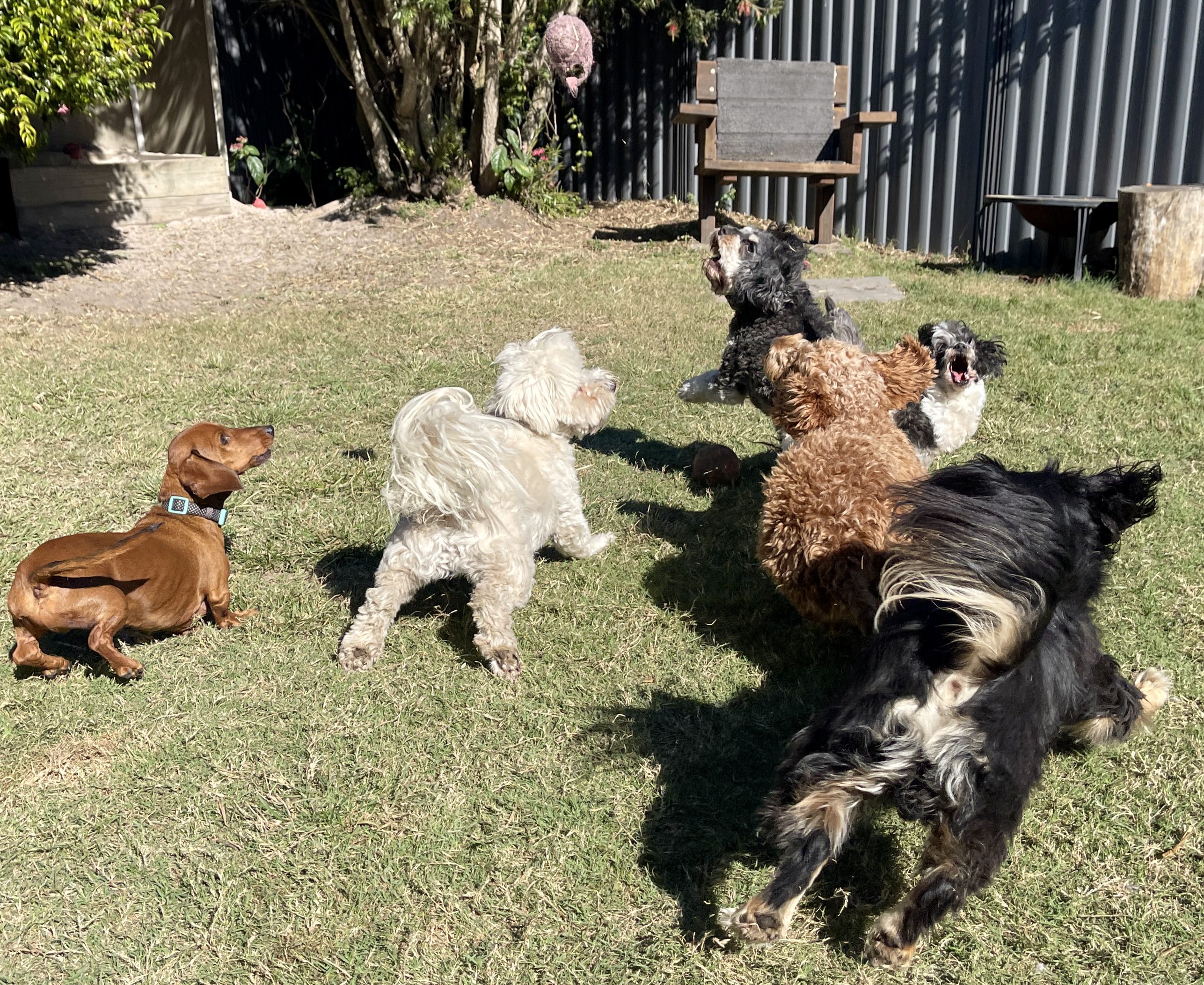 Group of excited small breed dogs playing fetch