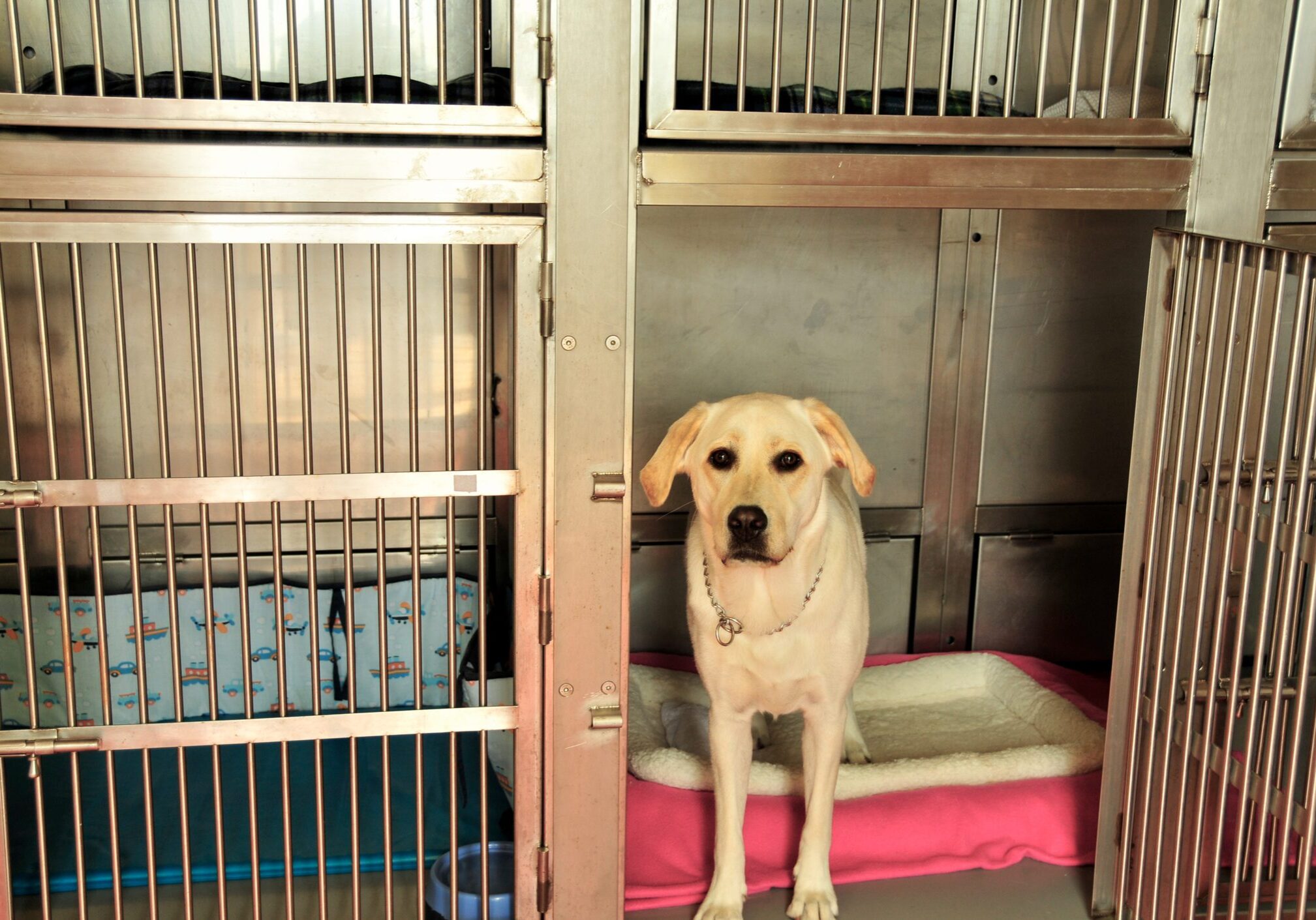 Labrador Retriever, standing in kennel while crossing the Atlantic Ocean