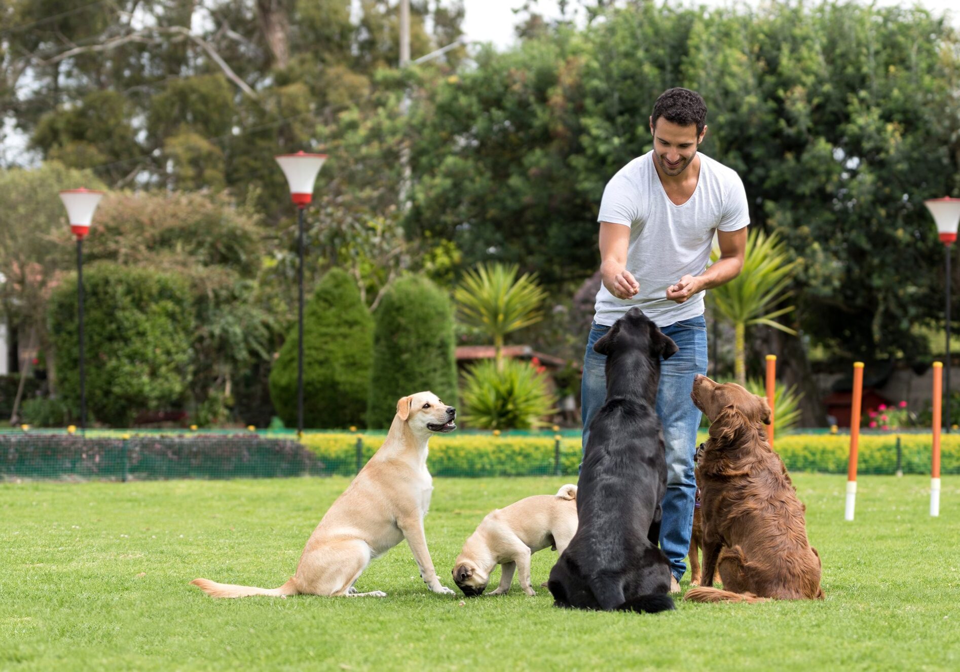 Happy man training dogs at the park and giving them treats