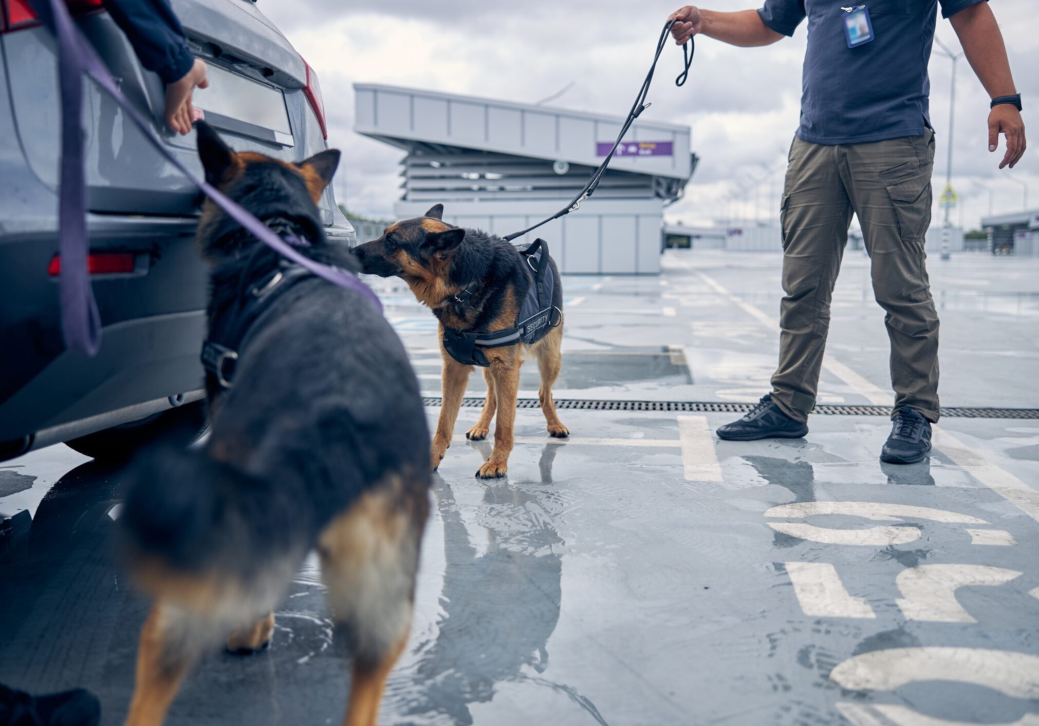 Two German Shepherd dogs sniffing automobile trunk while searching for drugs or other illegal items